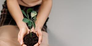 a person holding soil with a plant