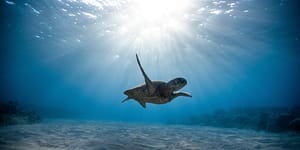 underwater photography of turtle